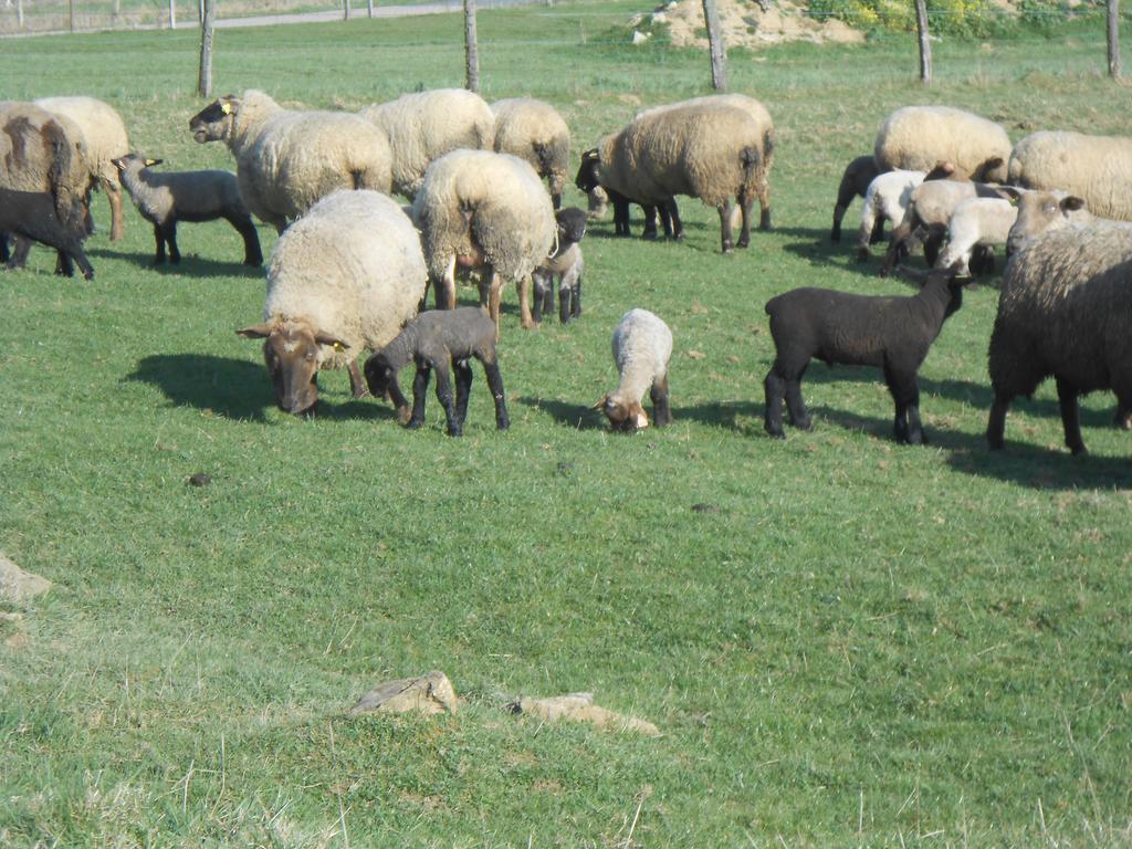 La Ferme Des 3 Suissesses Bed & Breakfast Saint-Paul  Luaran gambar