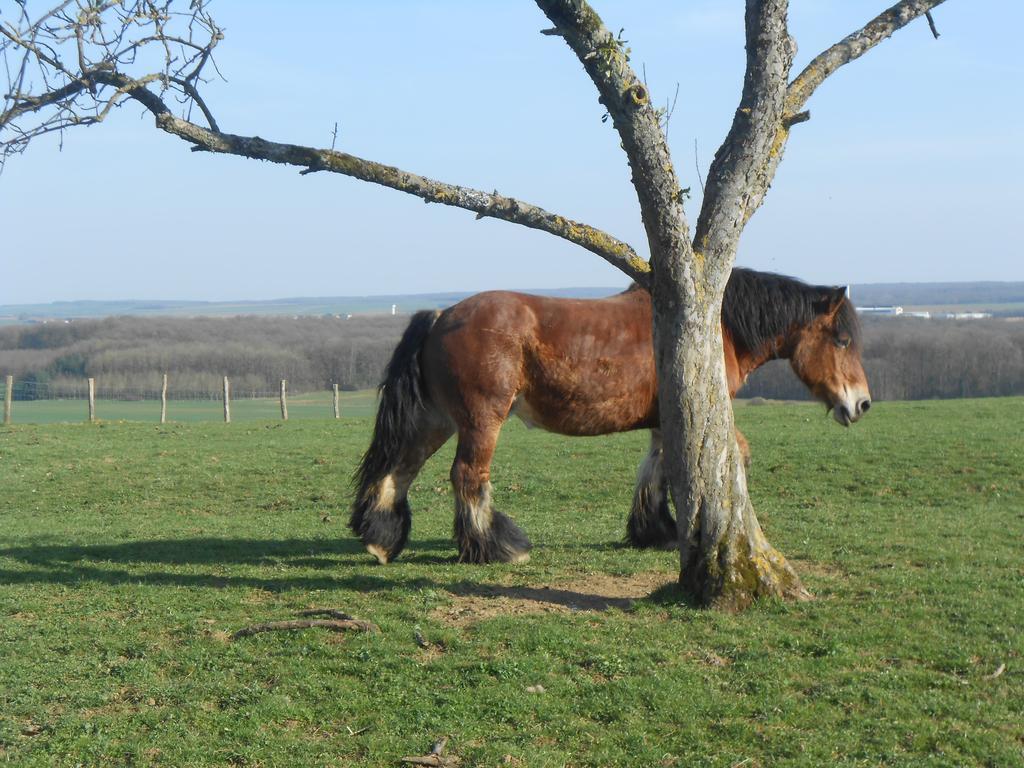La Ferme Des 3 Suissesses Bed & Breakfast Saint-Paul  Luaran gambar
