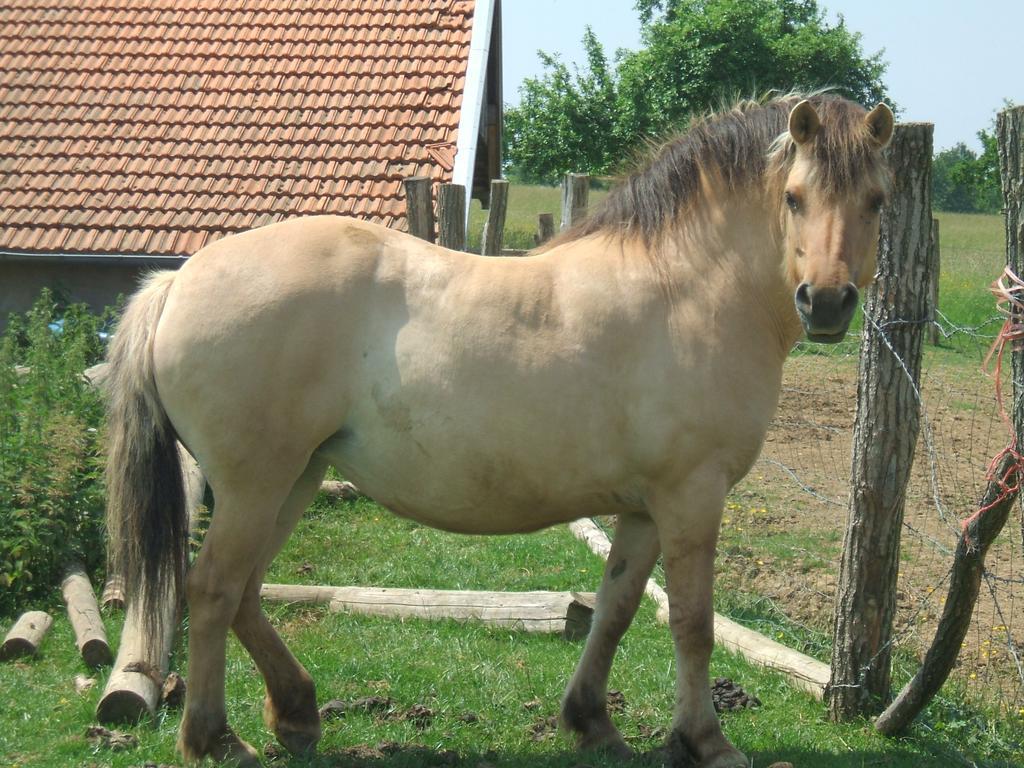 La Ferme Des 3 Suissesses Bed & Breakfast Saint-Paul  Luaran gambar